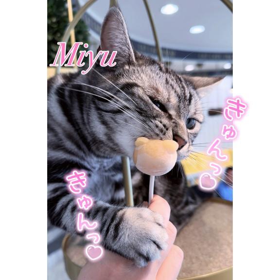 <img class="emojione" alt="🐱" title=":cat:" src="https://fuzoku.jp/assets/img/emojione/1f431.png"/>猫ちゃんに餌付け<img class="emojione" alt="🐱" title=":cat:" src="https://fuzoku.jp/assets/img/emojione/1f431.png"/>