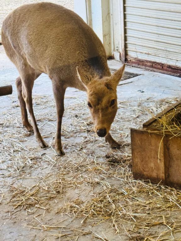 <img class="emojione" alt="🦌" title=":deer:" src="https://fuzoku.jp/assets/img/emojione/1f98c.png"/>動物園<img class="emojione" alt="🦌" title=":deer:" src="https://fuzoku.jp/assets/img/emojione/1f98c.png"/>