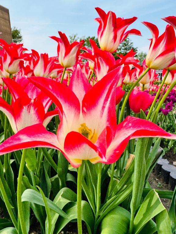 チューリップ<img class="emojione" alt="🌷" title=":tulip:" src="https://fuzoku.jp/assets/img/emojione/1f337.png"/>