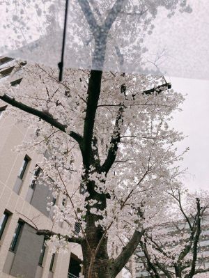 私の近所でも桜が咲いてました<img class="emojione" alt="🌸" title=":cherry_blossom:" src="https://fuzoku.jp/assets/img/emojione/1f338.png"/>【待機中】