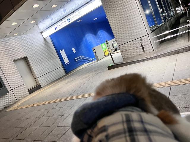 むしむし