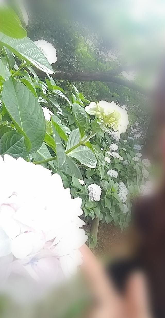 紫陽花で有名な場所