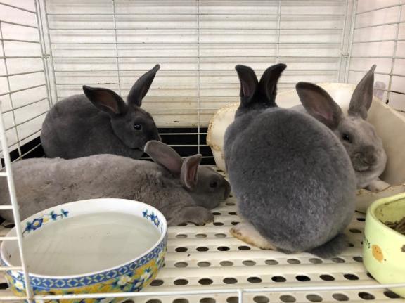 可愛い