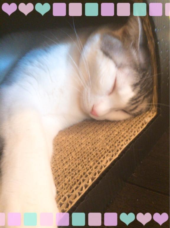ねこたん