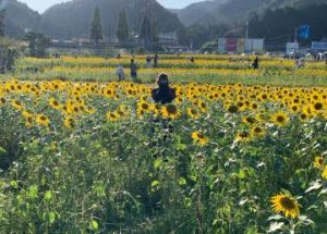 <img class="emojione" alt="🌻" title=":sunflower:" src="https://fuzoku.jp/assets/img/emojione/1f33b.png"/>´-