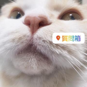 <img class="emojione" alt="🌈" title=":rainbow:" src="https://fuzoku.jp/assets/img/emojione/1f308.png"/>猫<img class="emojione" alt="🌈" title=":rainbow:" src="https://fuzoku.jp/assets/img/emojione/1f308.png"/>
