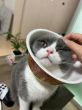 新入り猫ちゃ