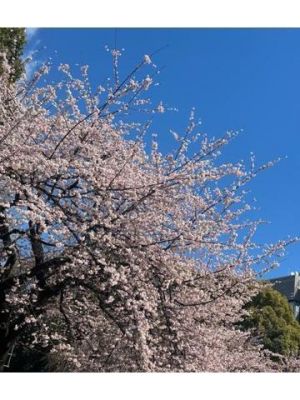 上野公園はもう桜が咲いてます。