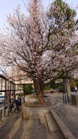 桜さんが咲きましたぁ(*^^*)