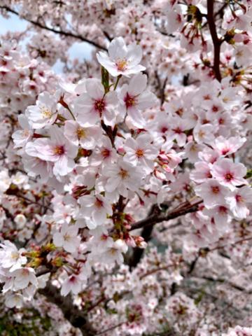 ぱぁ〜<img class="emojione" alt="🌸" title=":cherry_blossom:" src="https://fuzoku.jp/assets/img/emojione/1f338.png"/>