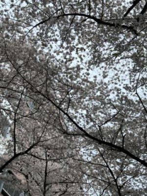 桜満開ですね<img class="emojione" alt="🌸" title=":cherry_blossom:" src="https://fuzoku.jp/assets/img/emojione/1f338.png"/>