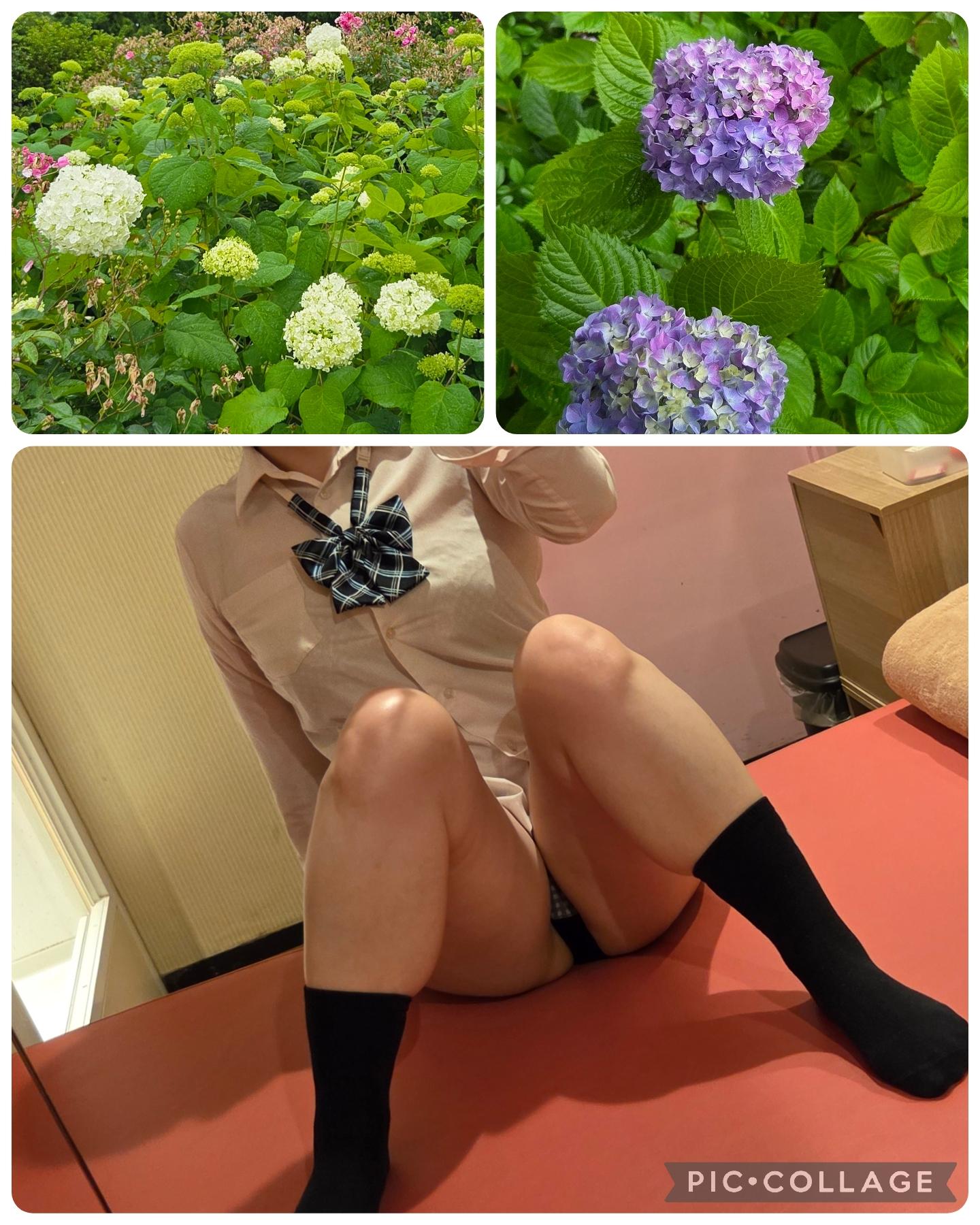 紫陽花
