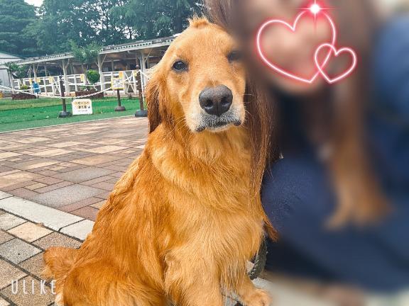 お散歩レンタル犬お貸しします。