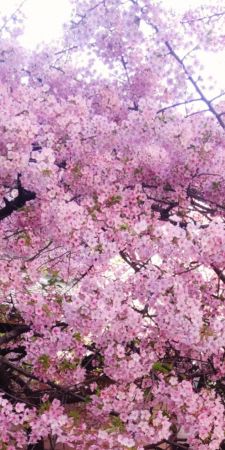 春<img class="emojione" alt="🌸" title=":cherry_blossom:" src="https://fuzoku.jp/assets/img/emojione/1f338.png"/>