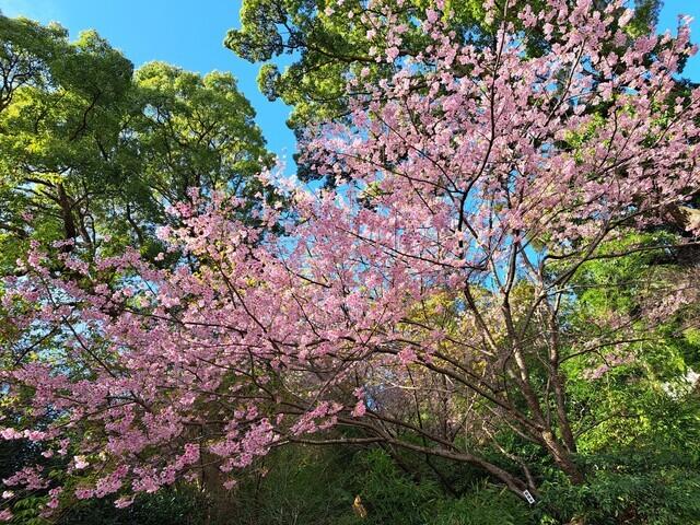 春の訪れ<img class="emojione" alt="🌸" title=":cherry_blossom:" src="https://fuzoku.jp/assets/img/emojione/1f338.png"/>