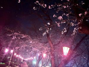 ➷ 桜見 ➹