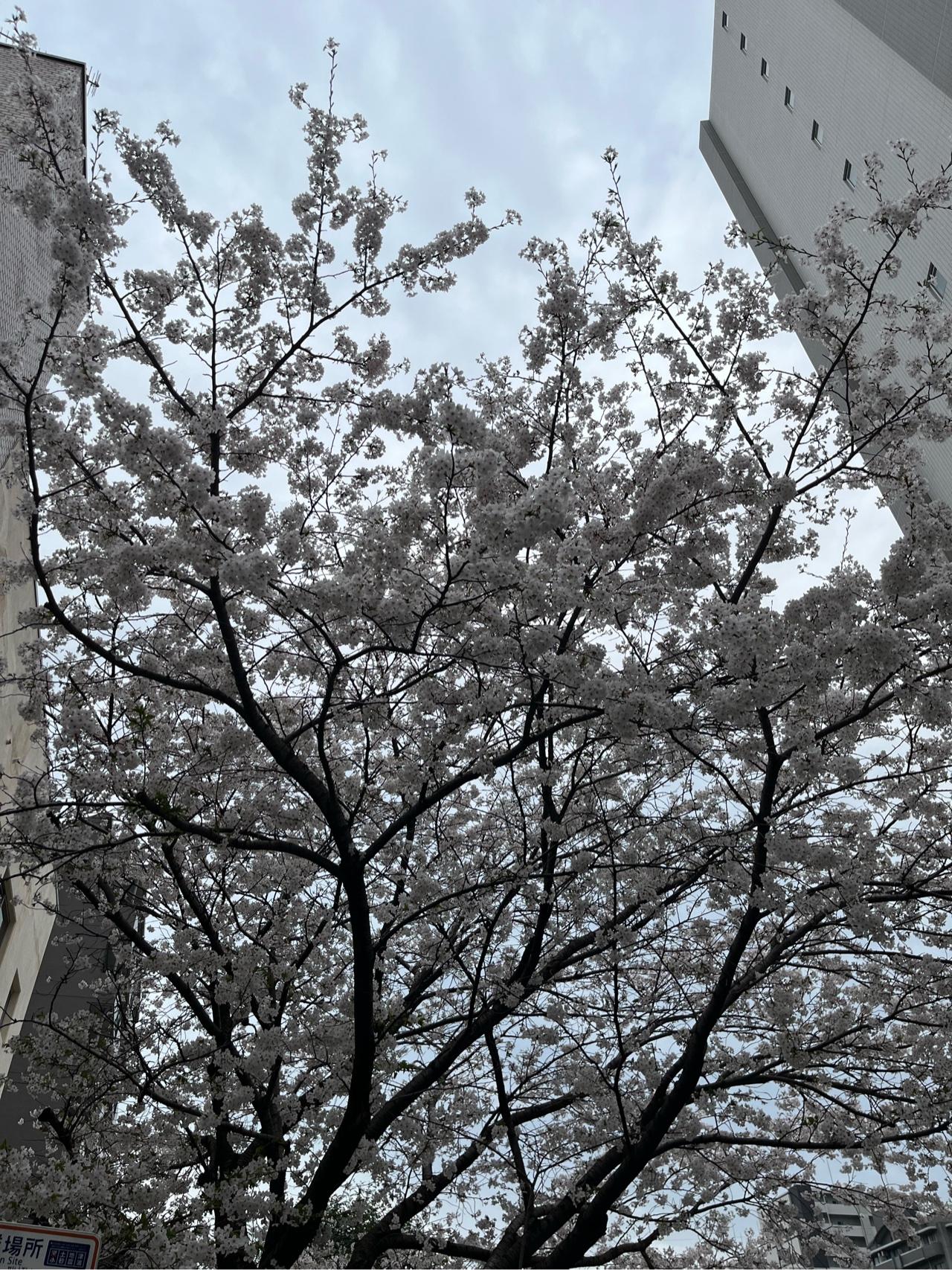 桜が咲いたと思ったら