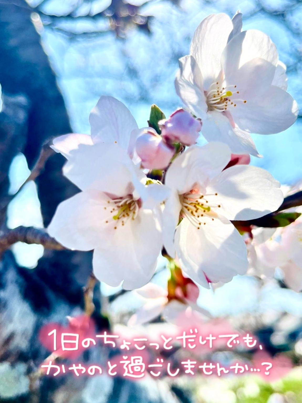 お花見したーいっ<img class="emojione" alt="🌸" title=":cherry_blossom:" src="https://fuzoku.jp/assets/img/emojione/1f338.png"/>