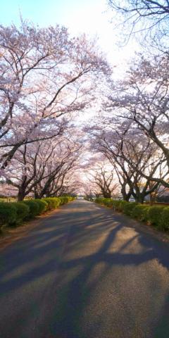桜のトンネル<img class="emojione" alt="🌸" title=":cherry_blossom:" src="https://fuzoku.jp/assets/img/emojione/1f338.png"/>