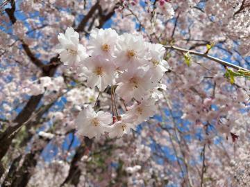 出勤しました<img class="emojione" alt="🌸" title=":cherry_blossom:" src="https://fuzoku.jp/assets/img/emojione/1f338.png"/>