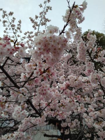 <img class="emojione" alt="🌸" title=":cherry_blossom:" src="https://fuzoku.jp/assets/img/emojione/1f338.png"/>