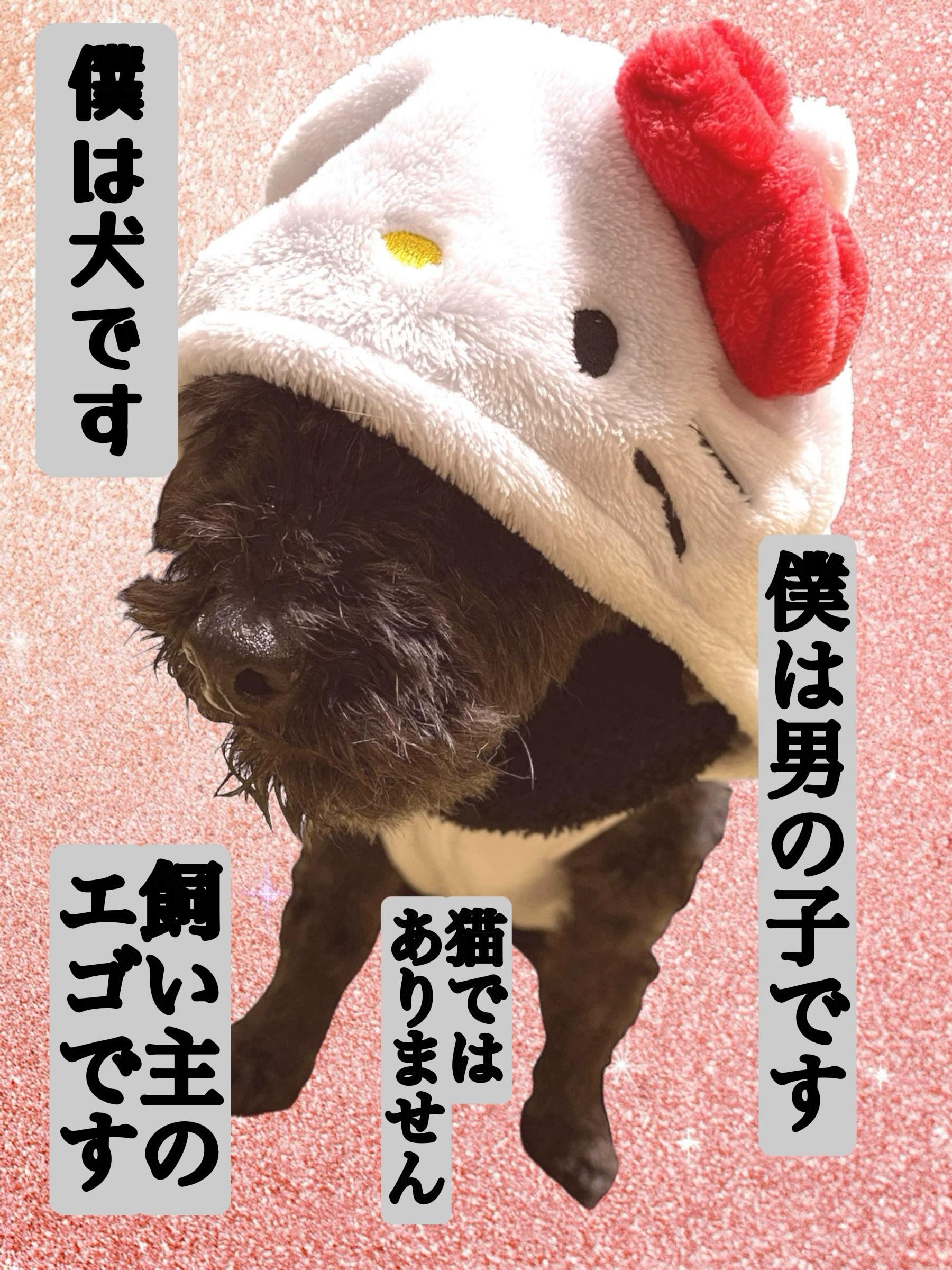 飼い主のエゴ