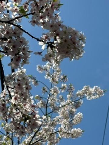 2024年の桜たち、今年もありがとう(o^^o)