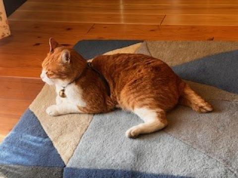 本日より宜しくお願い致します