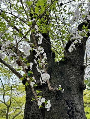 儚さと美しさは同義語ですか？←