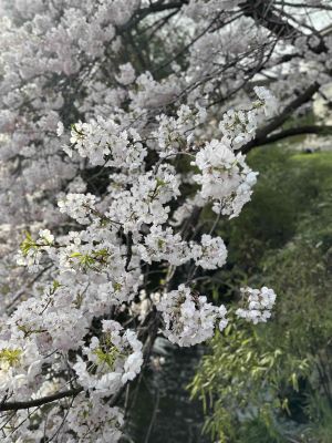 桜<img class="emojione" alt="🌸" title=":cherry_blossom:" src="https://fuzoku.jp/assets/img/emojione/1f338.png"/>見納め