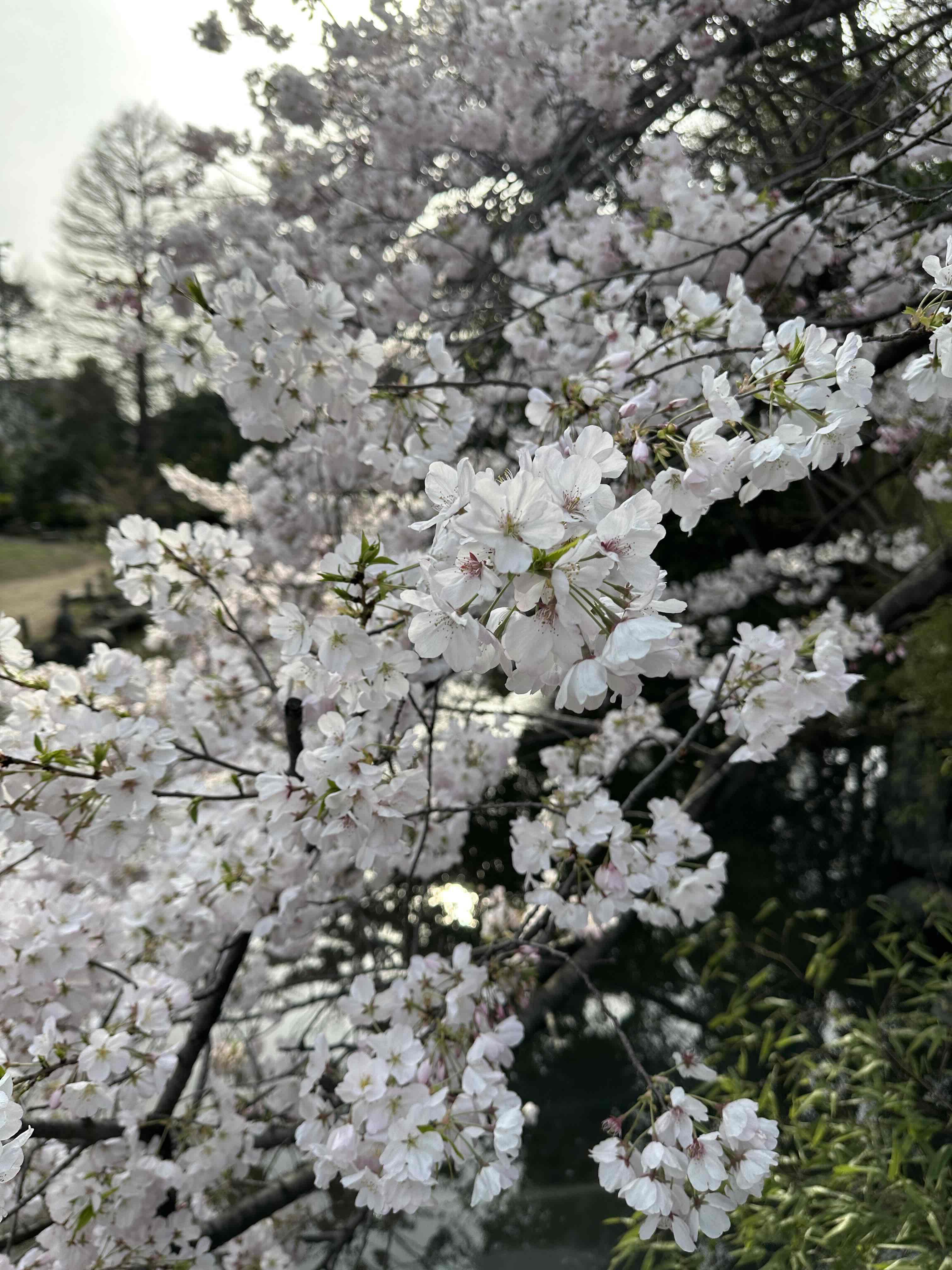 春の名残り<img class="emojione" alt="🌸" title=":cherry_blossom:" src="https://fuzoku.jp/assets/img/emojione/1f338.png"/>