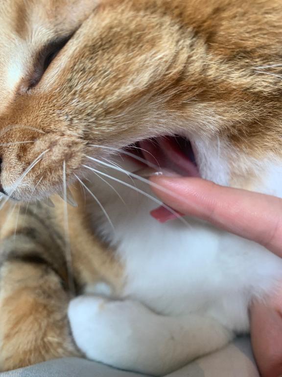 おはよぉ( * ॑꒳ ॑*)ﾉ⸝⋆✧