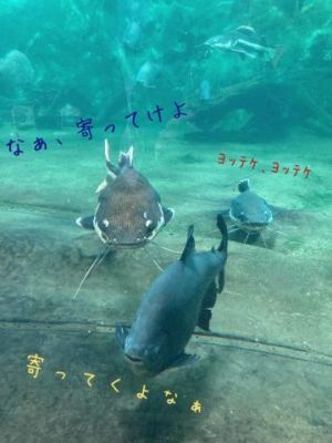 出勤しました<img class="emojione" alt="🐟" title=":fish:" src="https://fuzoku.jp/assets/img/emojione/1f41f.png"/>°･<img class="emojione" alt="🐠" title=":tropical_fish:" src="https://fuzoku.jp/assets/img/emojione/1f420.png"/>