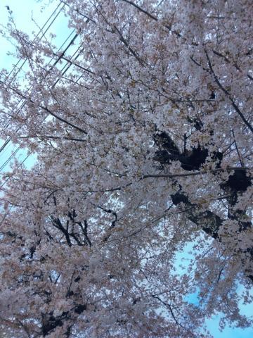 昨日のありがとう<img class="emojione" alt="🌸" title=":cherry_blossom:" src="https://fuzoku.jp/assets/img/emojione/1f338.png"/>