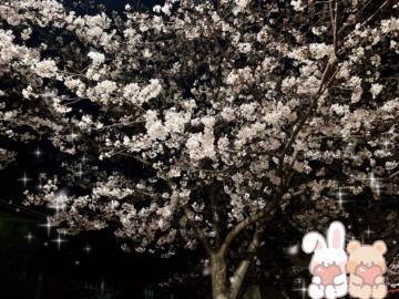 綺麗な夜桜<img class="emojione" alt="🌸" title=":cherry_blossom:" src="https://fuzoku.jp/assets/img/emojione/1f338.png"/><img class="emojione" alt="🌸" title=":cherry_blossom:" src="https://fuzoku.jp/assets/img/emojione/1f338.png"/>