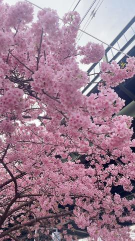 河津桜<img class="emojione" alt="🌸" title=":cherry_blossom:" src="https://fuzoku.jp/assets/img/emojione/1f338.png"/>