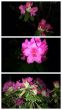 夜の石楠花(シャクナゲ)と感謝の日記💞