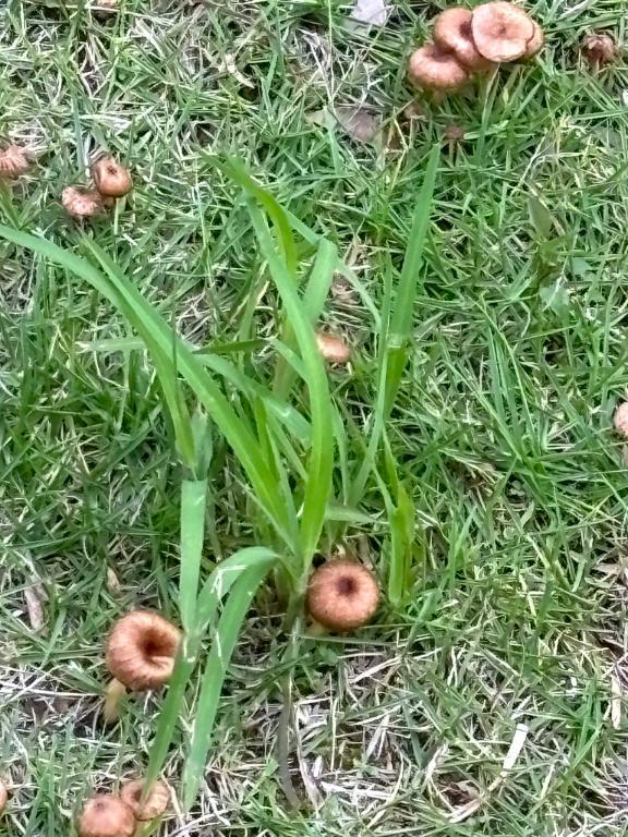 めっちゃキノコ<img class="emojione" alt="🍄" title=":mushroom:" src="https://fuzoku.jp/assets/img/emojione/1f344.png"/>