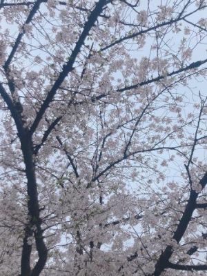 満開ですね<img class="emojione" alt="🌸" title=":cherry_blossom:" src="https://fuzoku.jp/assets/img/emojione/1f338.png"/>