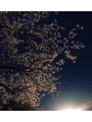 夜桜<img class="emojione" alt="🌸" title=":cherry_blossom:" src="https://fuzoku.jp/assets/img/emojione/1f338.png"/>