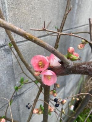 どこも春<img class="emojione" alt="🌸" title=":cherry_blossom:" src="https://fuzoku.jp/assets/img/emojione/1f338.png"/>