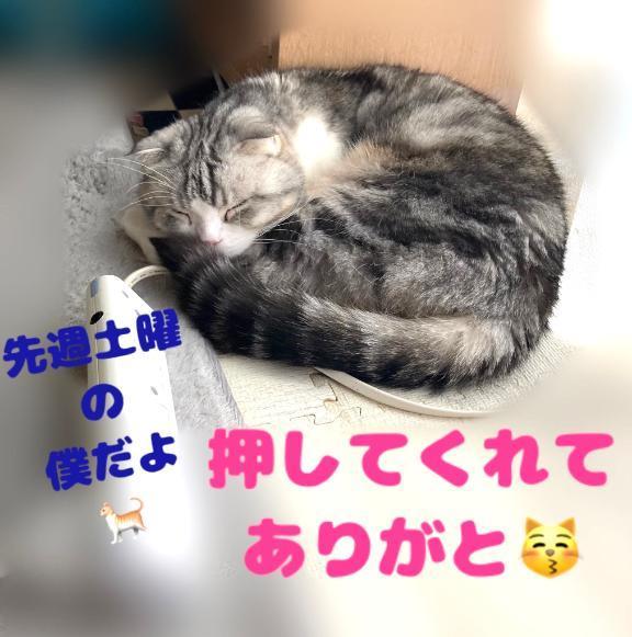 4/29日分見たよありがと<img class="emojione" alt="😆" title=":laughing:" src="https://fuzoku.jp/assets/img/emojione/1f606.png"/><img class="emojione" alt="✨" title=":sparkles:" src="https://fuzoku.jp/assets/img/emojione/2728.png"/><img class="emojione" alt="🐈" title=":cat2:" src="https://fuzoku.jp/assets/img/emojione/1f408.png"/>