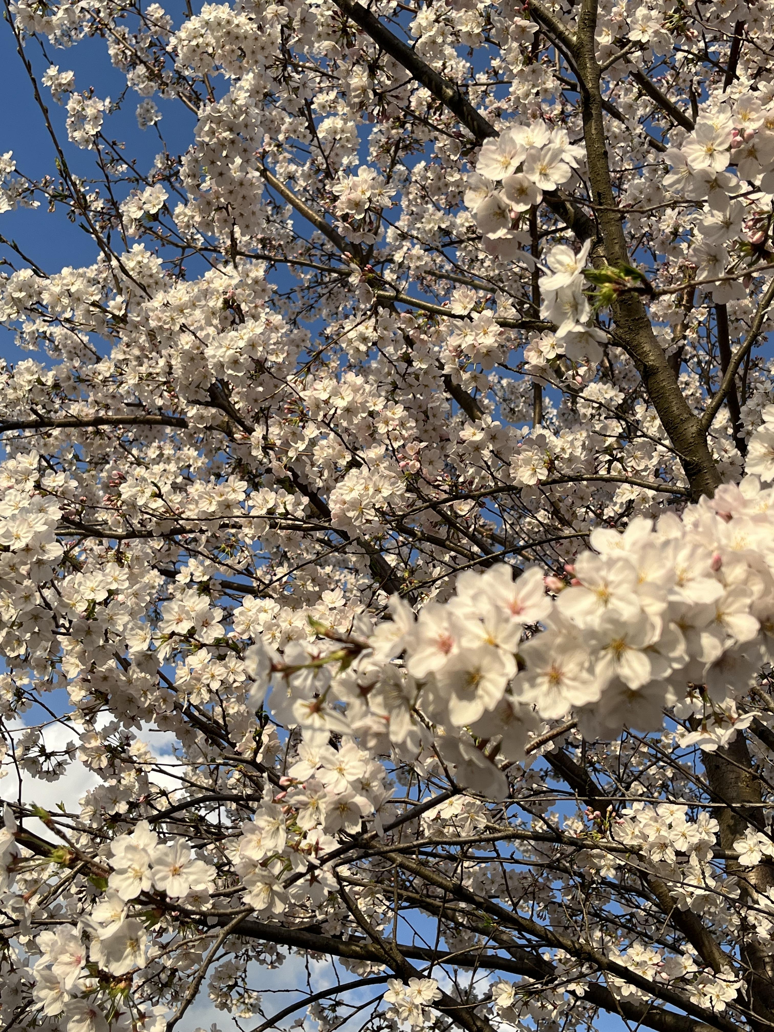 近所の<img class="emojione" alt="🌸" title=":cherry_blossom:" src="https://fuzoku.jp/assets/img/emojione/1f338.png"/>