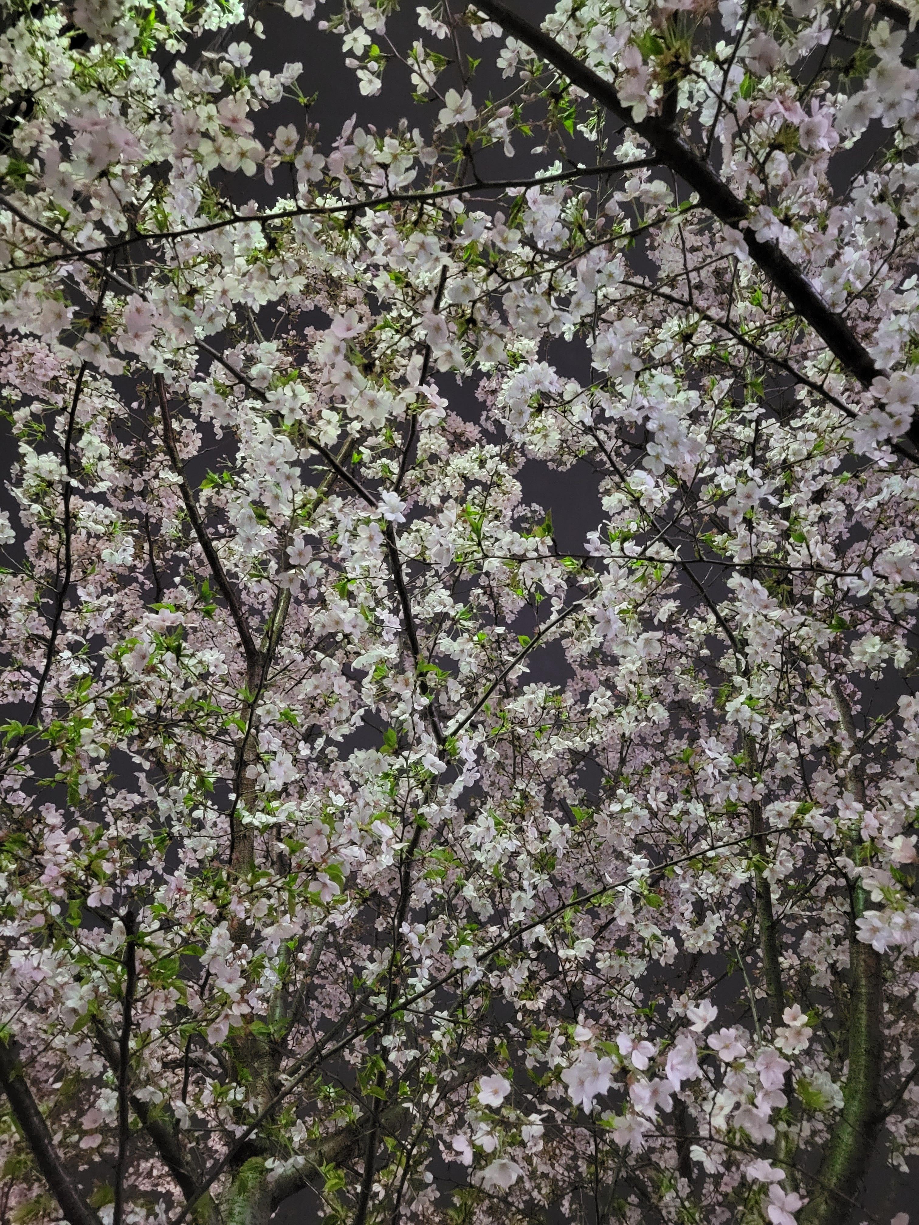 こんにちは<img class="emojione" alt="✨" title=":sparkles:" src="https://fuzoku.jp/assets/img/emojione/2728.png"/>