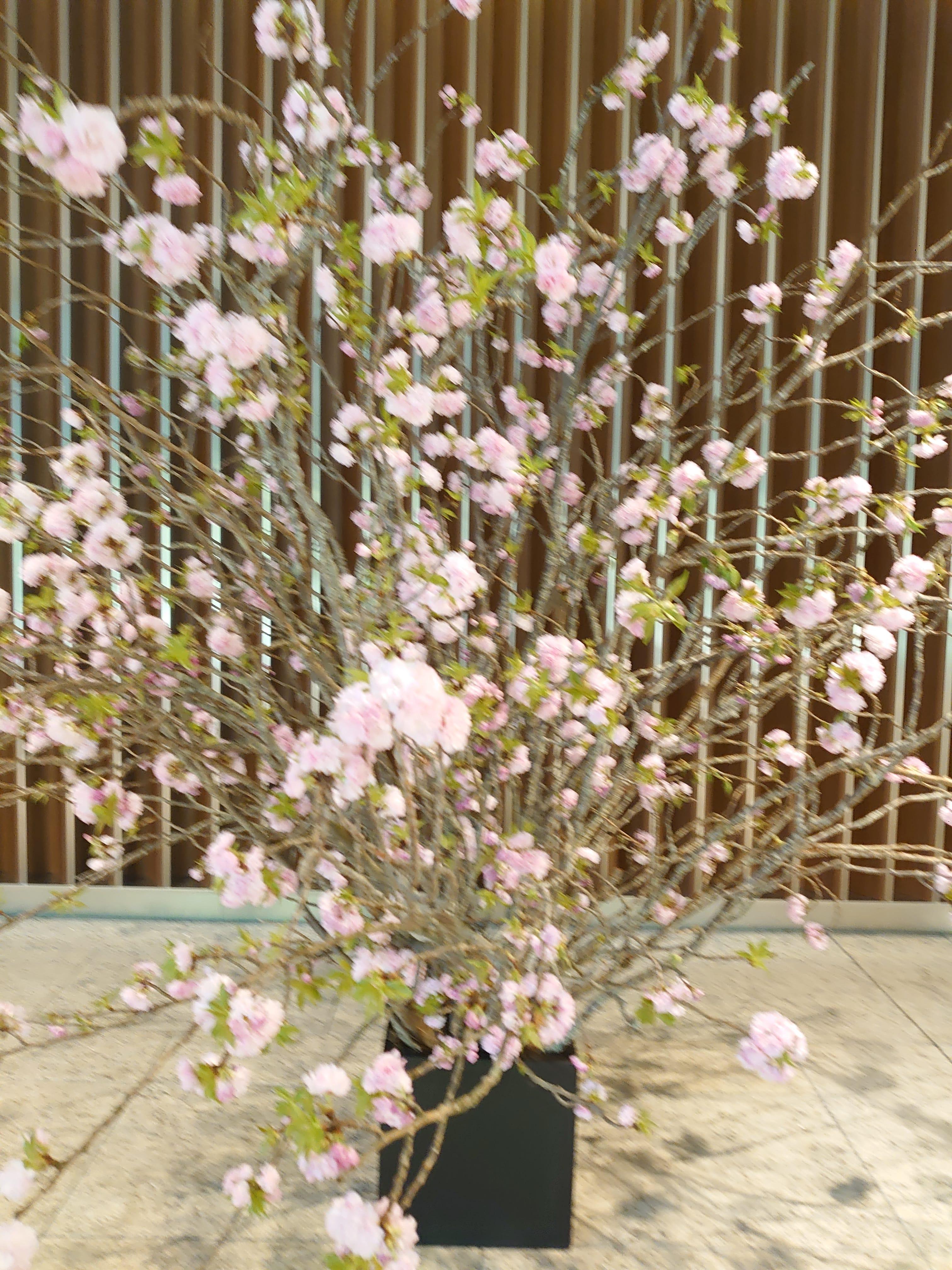 明日は