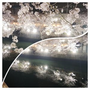 夜桜〜葉桜