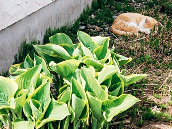 眠り猫