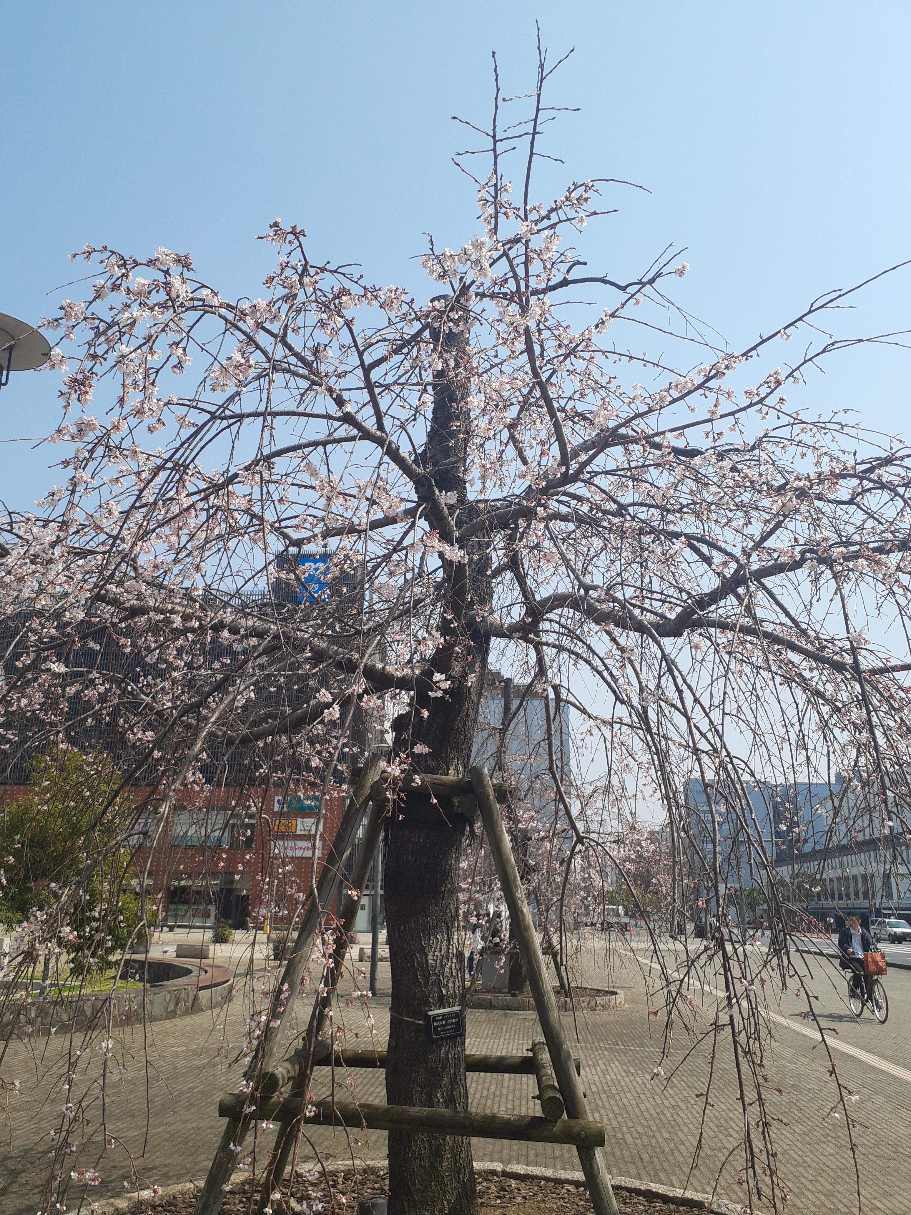 <img class="emojione" alt="🌸" title=":cherry_blossom:" src="https://fuzoku.jp/assets/img/emojione/1f338.png"/>暖かいお昼<img class="emojione" alt="☀️" title=":sunny:" src="https://fuzoku.jp/assets/img/emojione/2600.png"/>