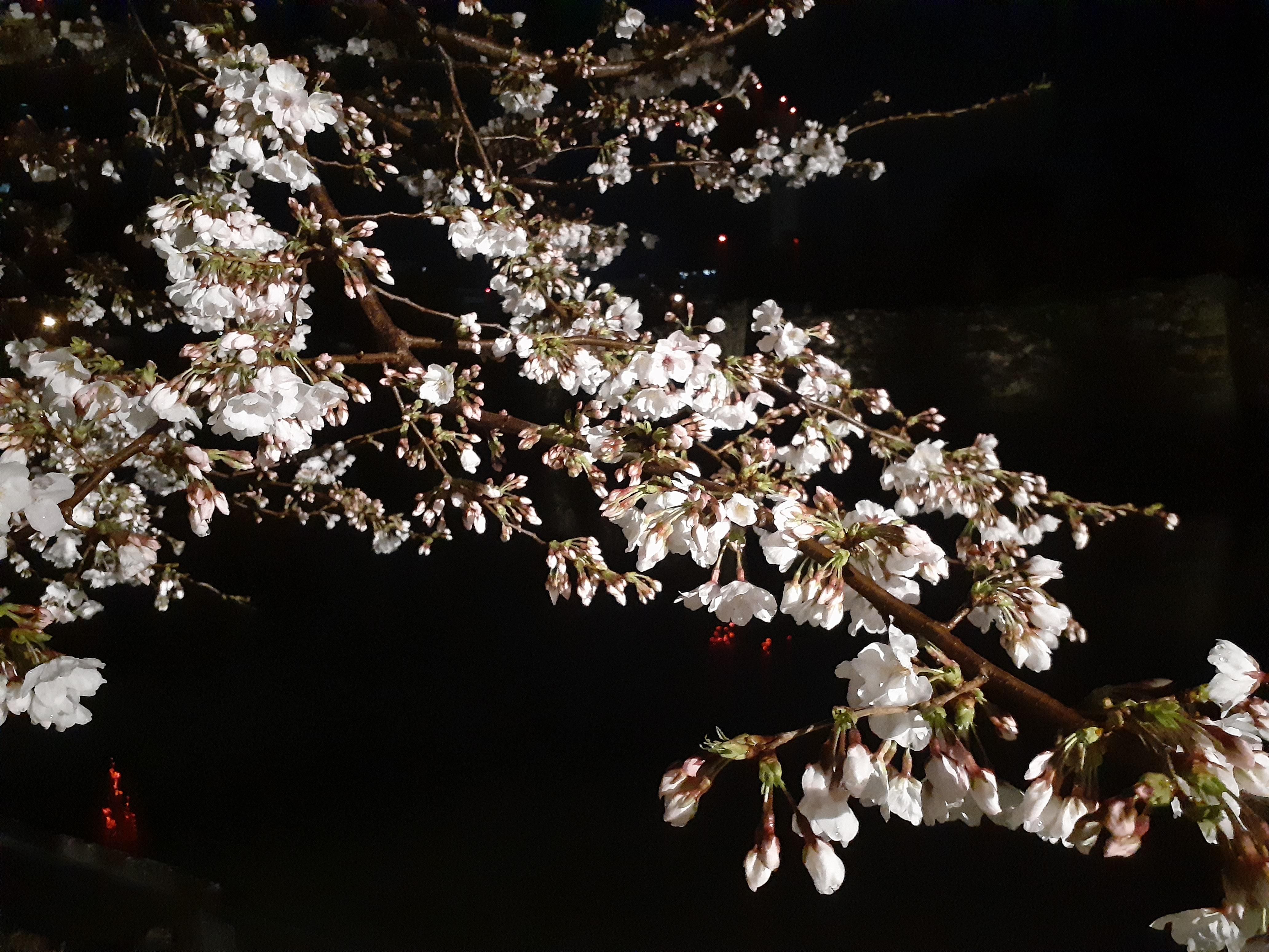 花冷え