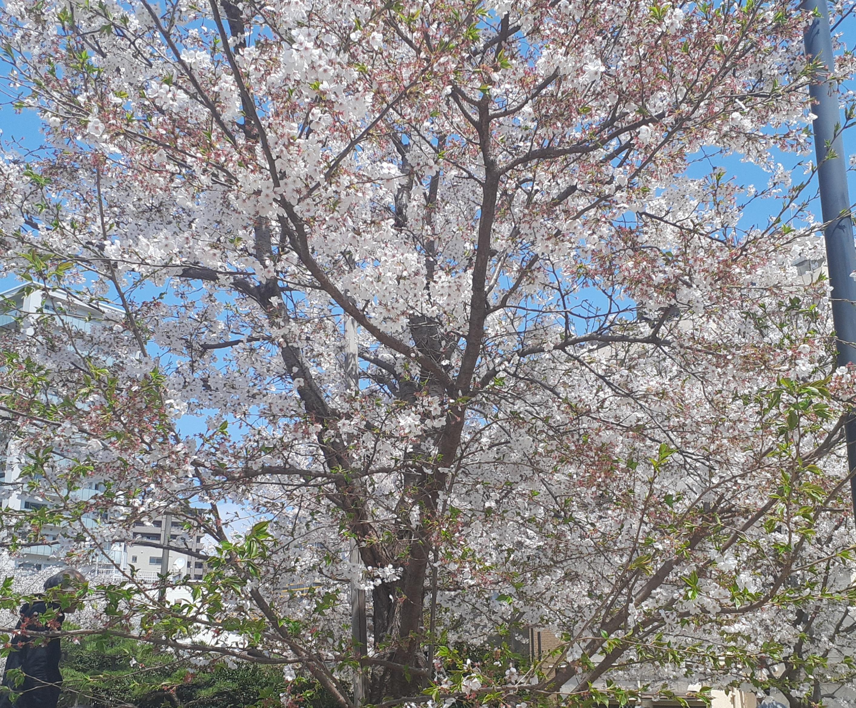 水曜日